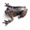 Marbled Tree Frog for Sale