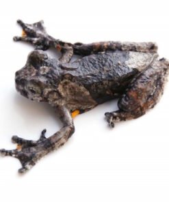 Marbled Tree Frog for Sale