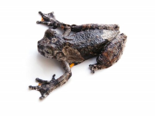 Marbled Tree Frog for Sale