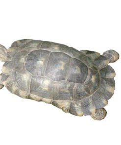 Marginated Tortoise for Sale