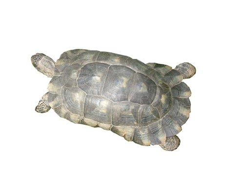 Marginated Tortoise for Sale