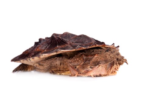 Mata Mata Turtle for Sale