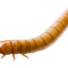 Mealworms for Sale