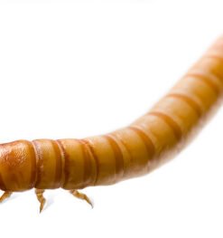 Mealworms for Sale