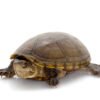 Mississippi Mud Turtle for Sale