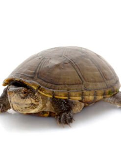 Mississippi Mud Turtle for Sale