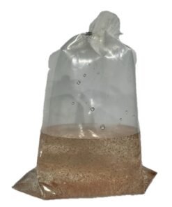 Moina Macrocopa for Sale