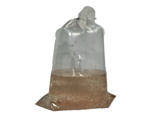 Moina Macrocopa for Sale