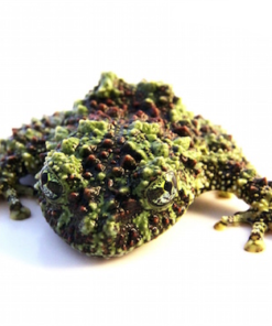 Mossy Frog for Sale