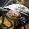 New Guinea Sideneck Turtle for Sale