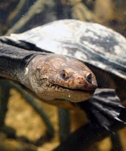 New Guinea Sideneck Turtle for Sale