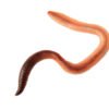 Nightcrawlers for Sale