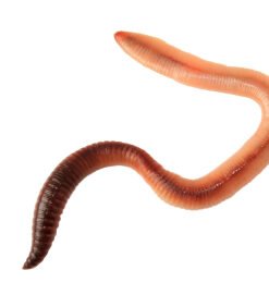 Nightcrawlers for Sale
