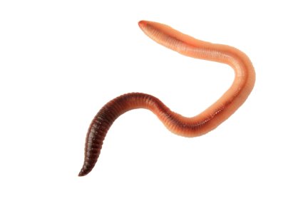 Nightcrawlers for Sale