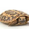 Pancake Tortoise for Sale