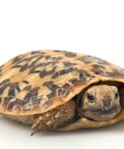 Pancake Tortoise for Sale