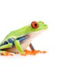 Red Eye Tree Frog for Sale
