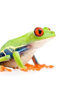 Red Eye Tree Frog for Sale