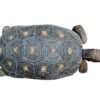 Red Foot Tortoise for Sale