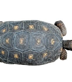 Red Foot Tortoise for Sale