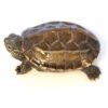 Reeves Turtle for Sale
