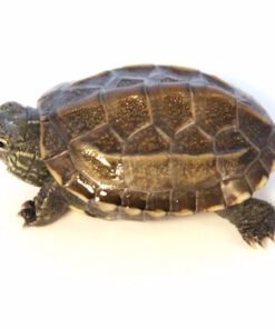 Reeves Turtle for Sale