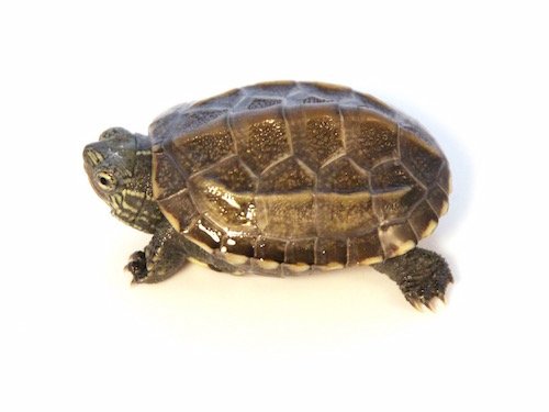 Reeves Turtle for Sale