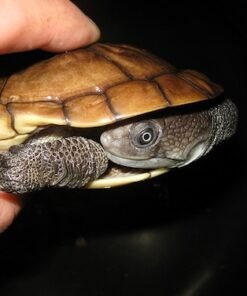 Reimanns Snakeneck Turtle for Sale