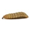 Reptiworms for Sale