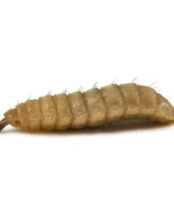 Reptiworms for Sale