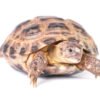 Russian Tortoise for Sale