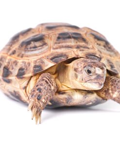 Russian Tortoise for Sale