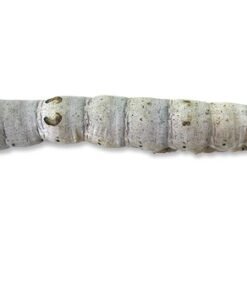 Silkworms for Sale