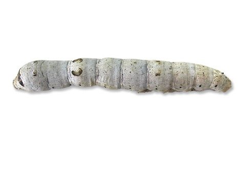 Silkworms for Sale