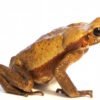 Smooth Sided Toad for Sale