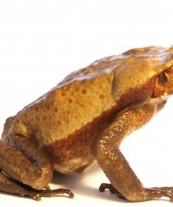 Smooth Sided Toad for Sale
