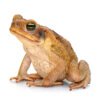 South American Giant Marine Toad for Sale