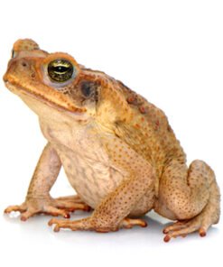 South American Giant Marine Toad for Sale