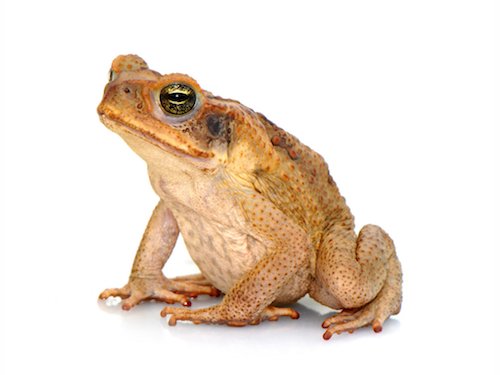 South American Giant Marine Toad for Sale