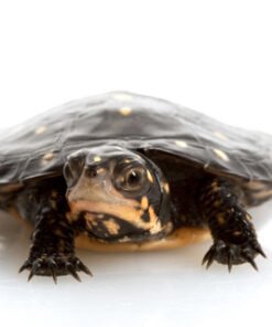 Spotted Turtle for Sale
