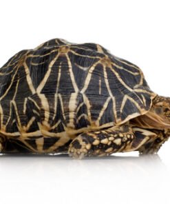 Star Tortoise for Sale