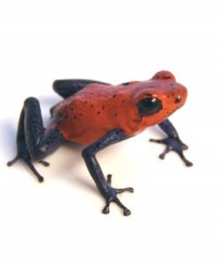 Strawberry Poison Dart Frog for Sale