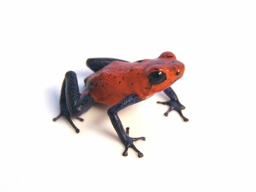 Strawberry Poison Dart Frog for Sale
