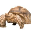 Sulcata Tortoise for Sale