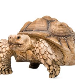 Sulcata Tortoise for Sale