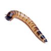 Superworms for Sale