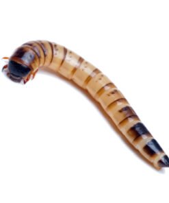 Superworms for Sale