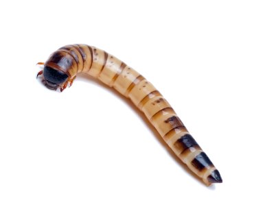 Superworms for Sale