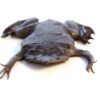 Surinam (Pipa pipa) Toad for Sale