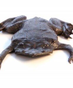 Surinam (Pipa pipa) Toad for Sale